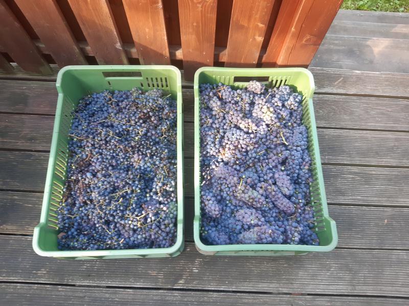 Vinobran u Vok